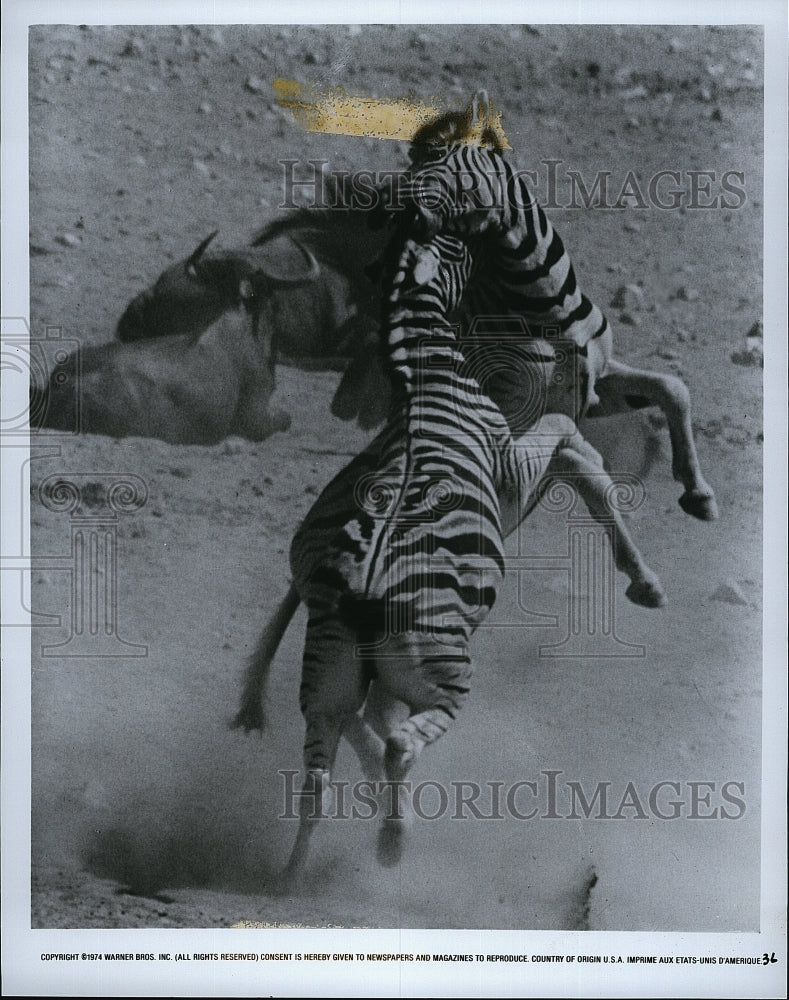 1974 Press Photo &quot;Animals Are Beaautiful People&quot; scene of some zebras- Historic Images