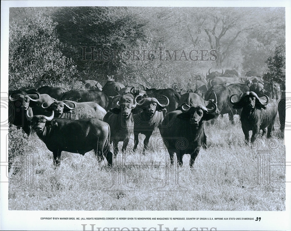 1974 Press Photo Scene from &quot;Animals are Beautiful People&quot;- Historic Images