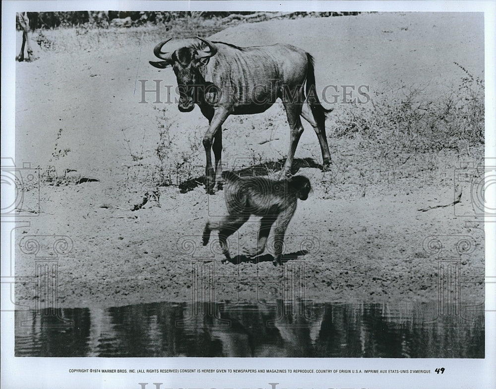 1974 Press Photo Wanda, the Water Buffalo &quot;Animals are Beautiful People&quot;- Historic Images