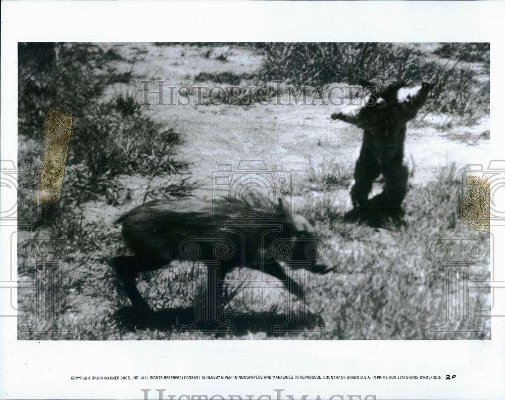 1974 Press Photo A Warthog in &quot;Animals Are Beautiful People&quot;- Historic Images