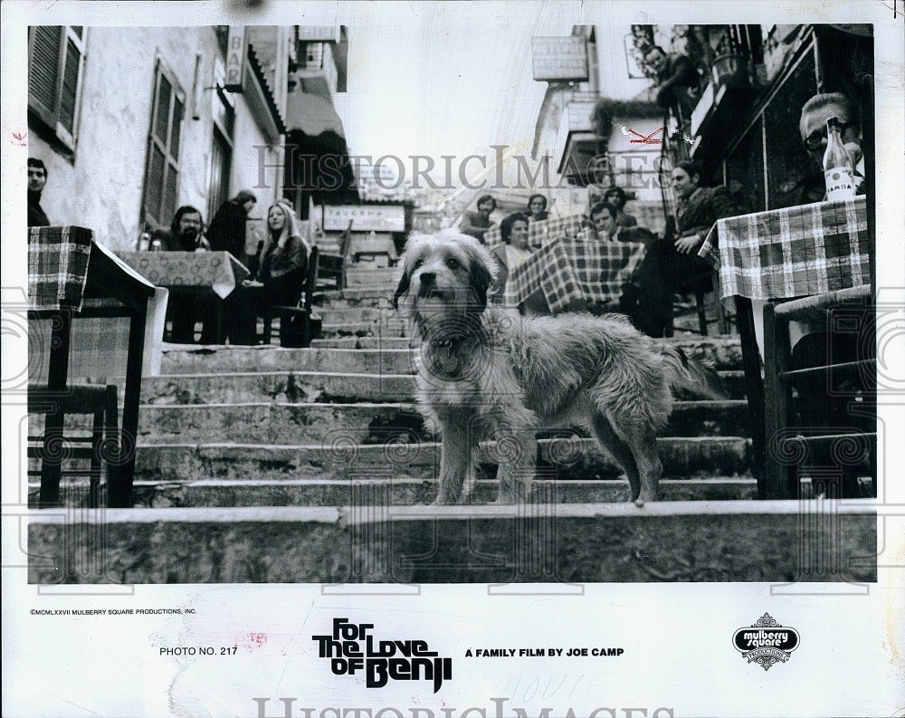 1977 Press Photo &quot;For the Love of Benji&quot; Benji the dog- Historic Images