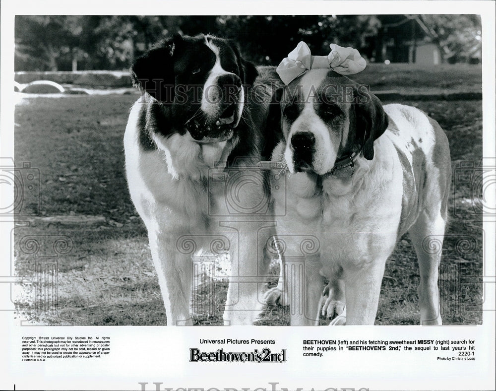 1993 Press Photo  &quot;Beethoven&#39;s 2nd&quot; Beethoven &amp; Missy- Historic Images