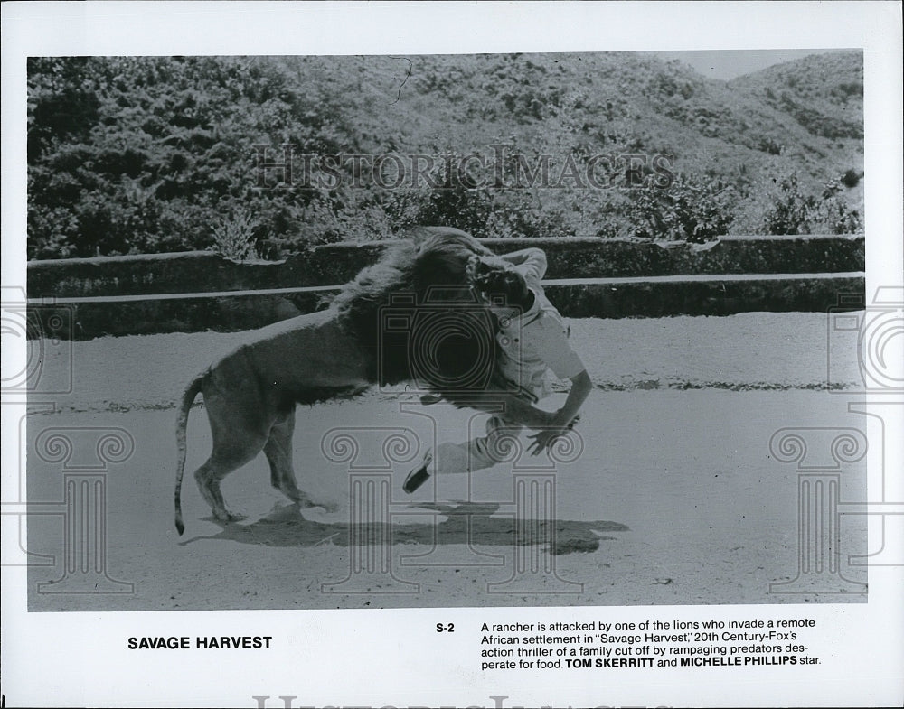 Press Photo Lion Attack Scene From Savage Harvest Adventure Thriller Movie Film- Historic Images