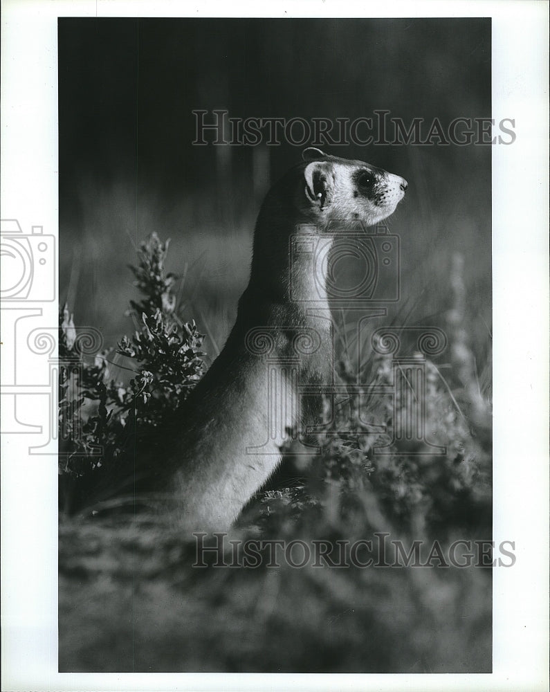 1992 Press Photo  &quot;Scientific American Frontiers&quot;  ferret segment- Historic Images