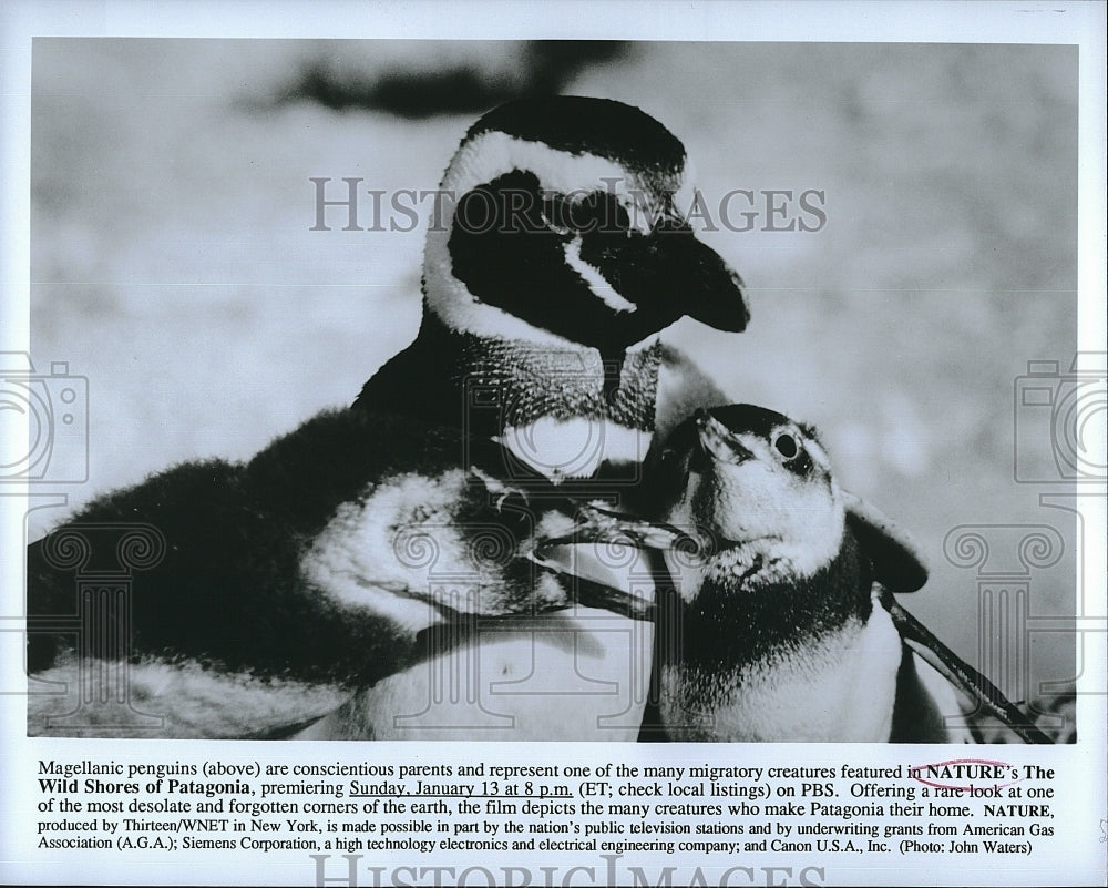 Press Photo Magellanic penguins in &quot;Nature&#39;s The Wild Shores of Patagonia&quot;- Historic Images