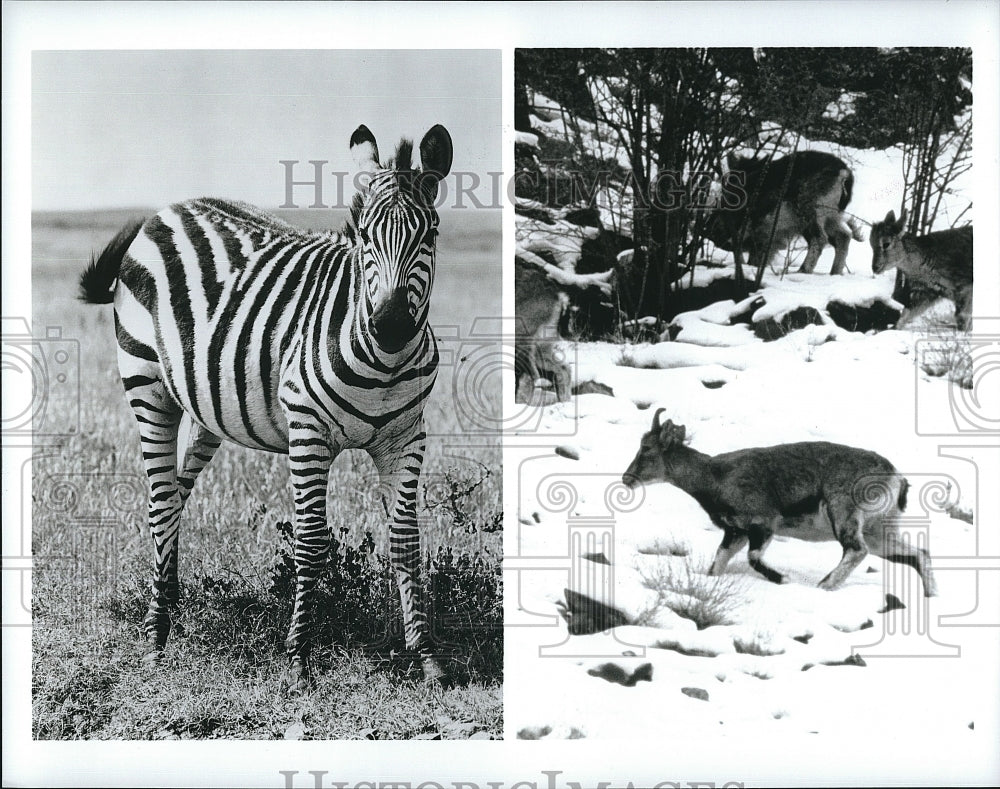 Press Photo &quot;Horse Tigers&quot; and &quot;Arctic Wanderers&quot; in PBS Nature series - Historic Images