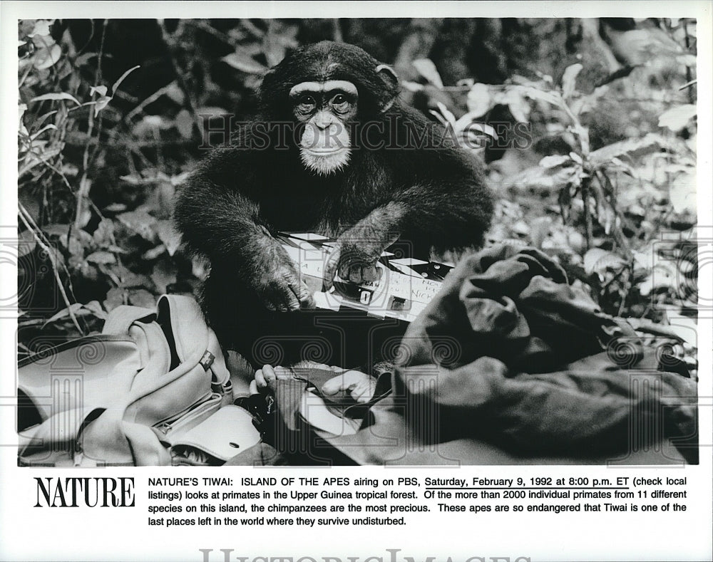 Press Photo &quot;Natures Tiwai: Island of the Apes&quot; airing on PBS - Historic Images