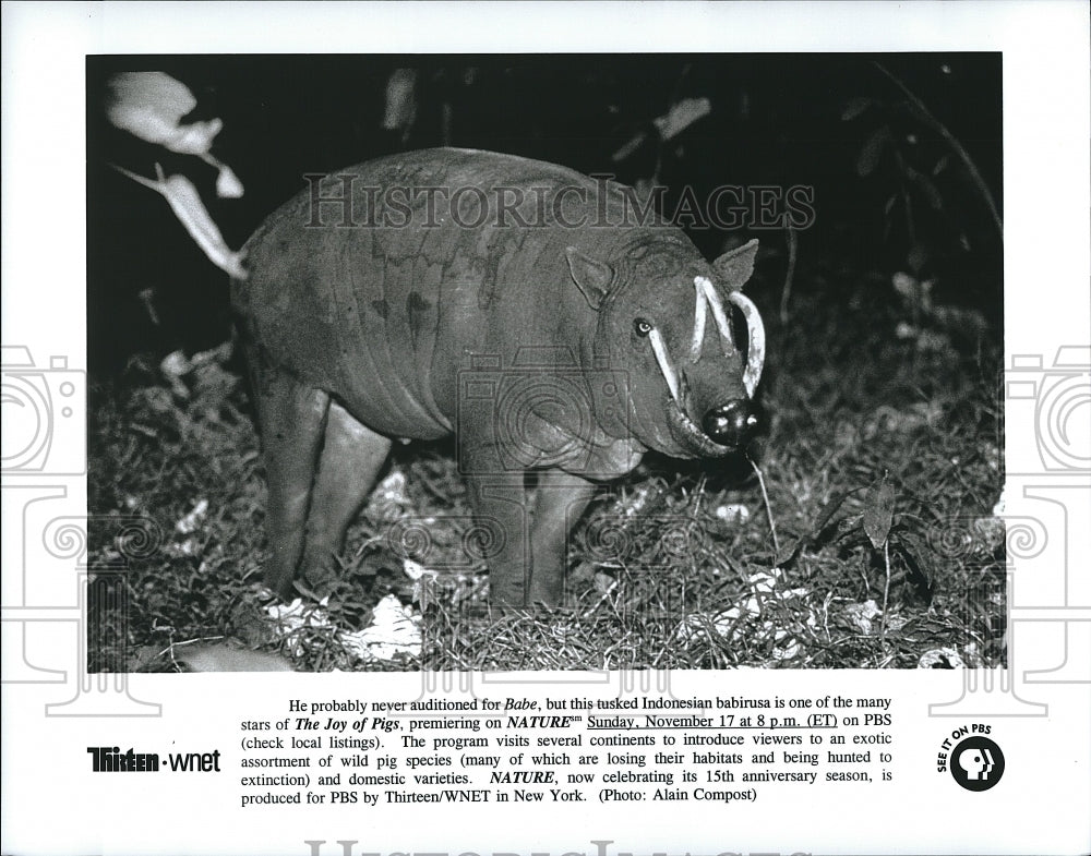 Press Photo &quot;The Joy of Pigs&quot; on &quot;Nature&quot; on PBS - Historic Images