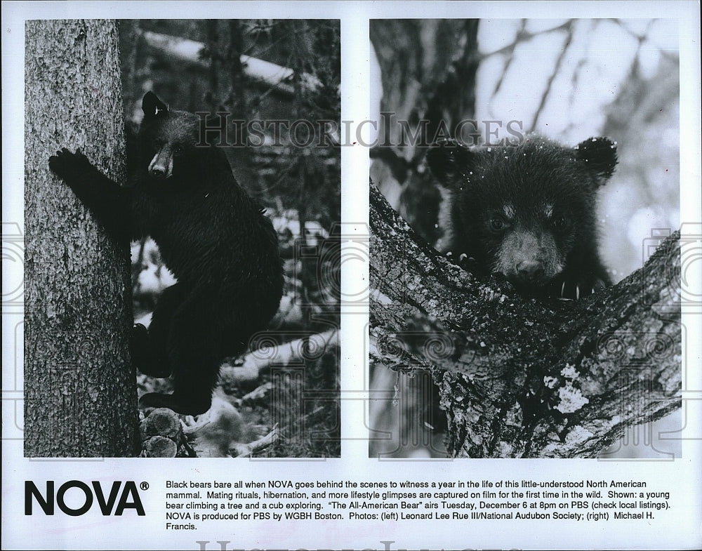 1993 Press Photo &quot;The All-American Bear&quot; on &quot;Nova&quot;- Historic Images