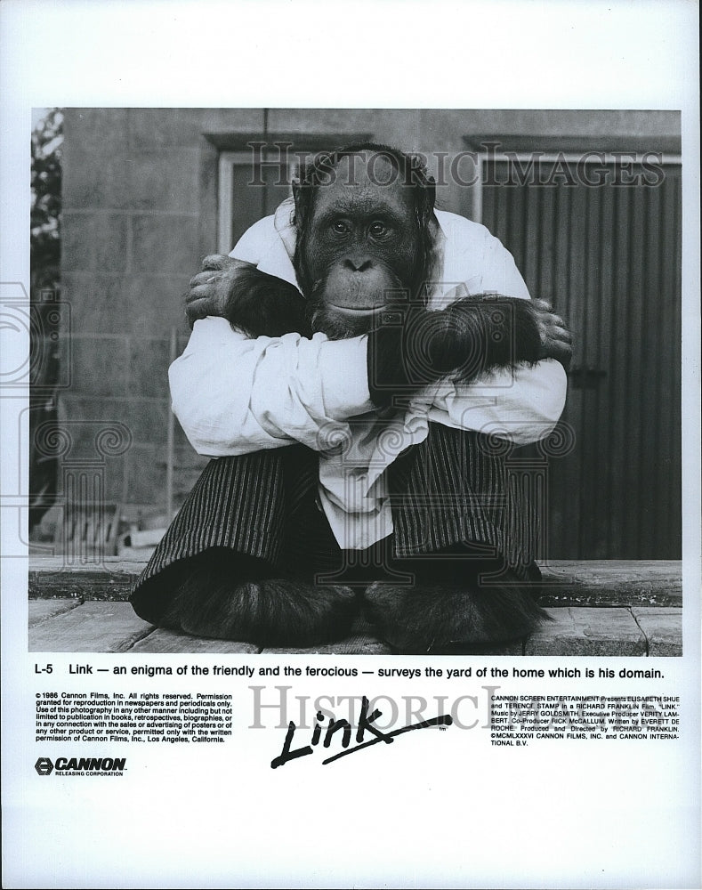 1989 Press Photo Link Monkey movie surveys his home- Historic Images