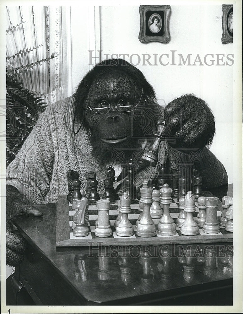 1983 Press Photo Orangutang actor C.J. in Mr. Smith- Historic Images