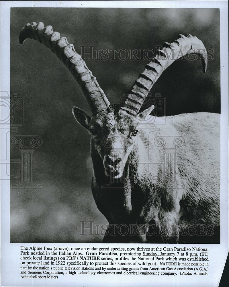 Press Photo The Aline Ibex in the Italian Alps &quot;Gran Paradiso&quot;- Historic Images