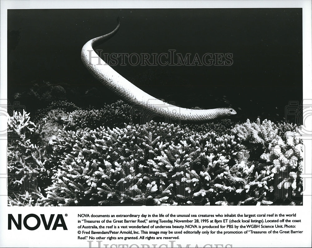 Press Photo Nova Television Series Treasures of the Great Barrier Reef- Historic Images