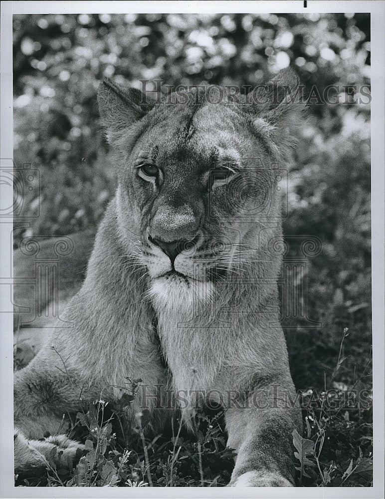 Press Photo Lion warm blooded animal in wild laying on grass- Historic Images