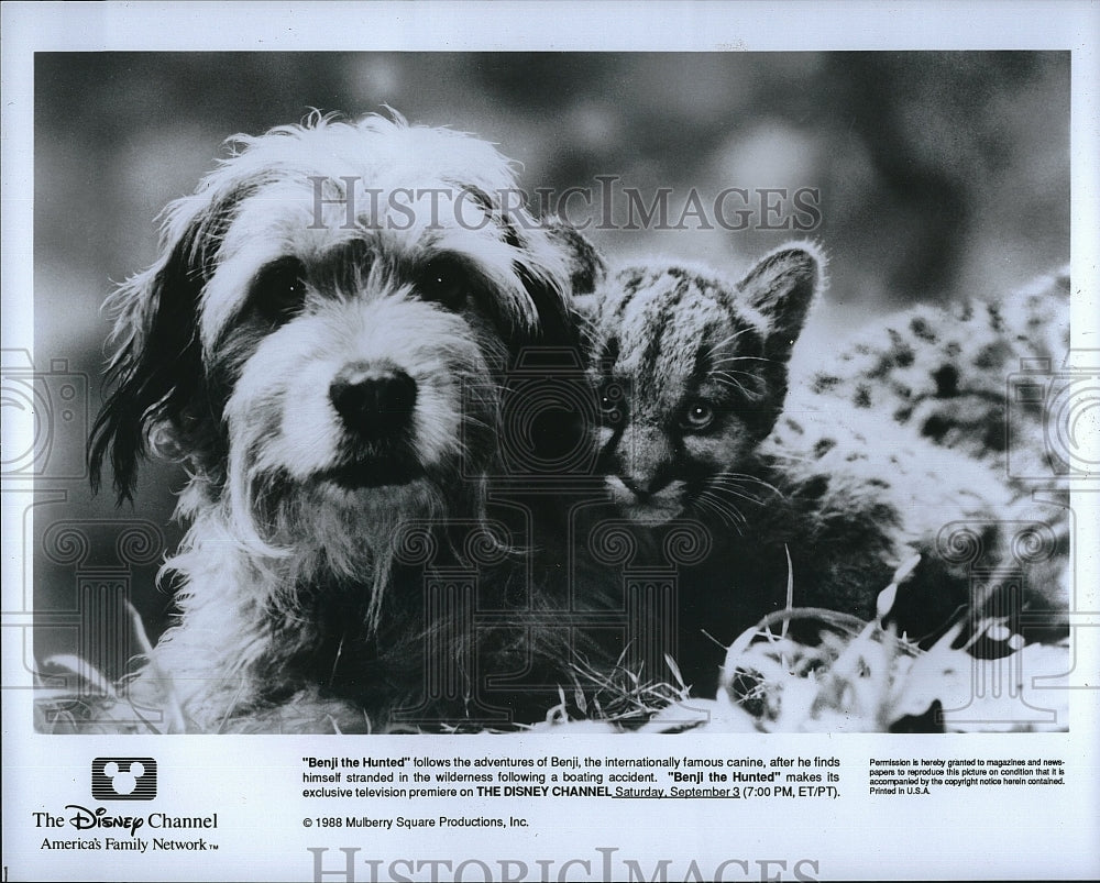 1988 Press Photo From a scene in the Disney movie &quot;Benjie the Hunted&quot;- Historic Images