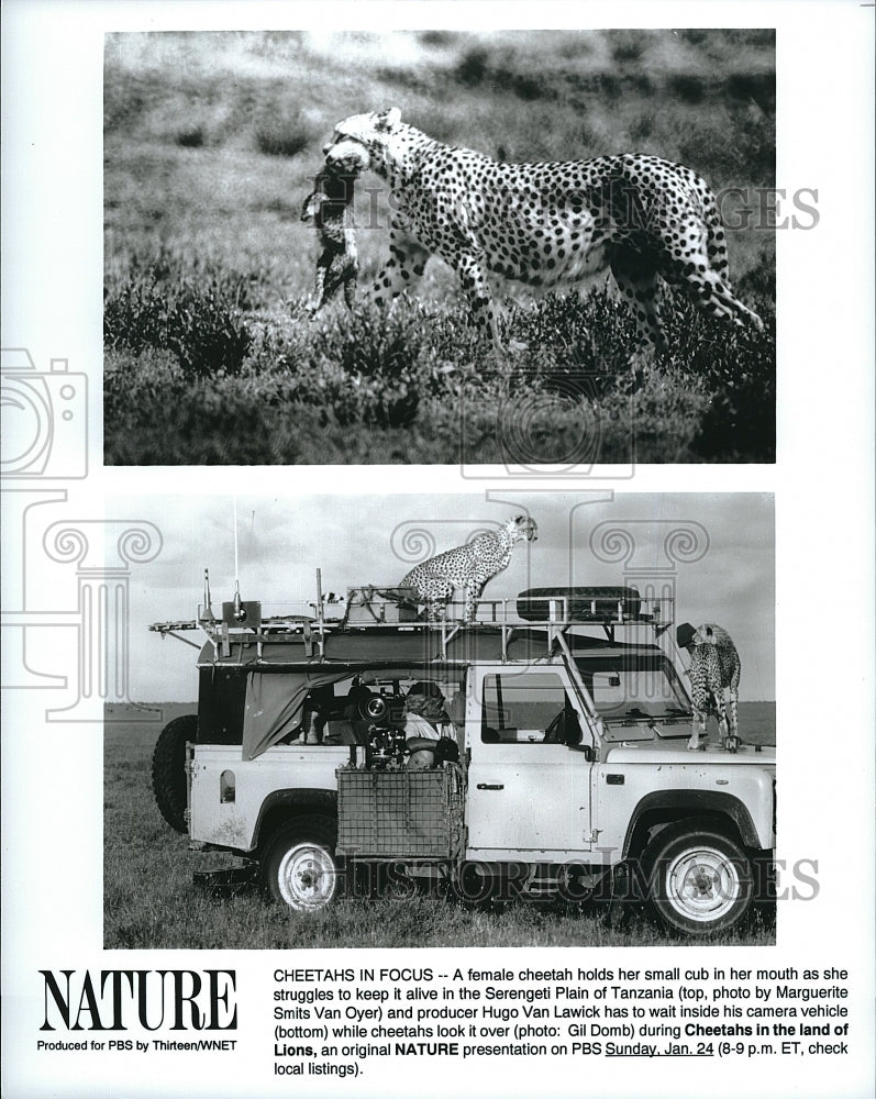 Press Photo &quot;Cheetahs in the Land of Lions&quot; on PBS&#39; &quot;Nature&quot;- Historic Images