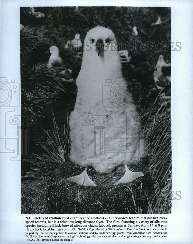 Press Photo &quot;Marathon Bird&quot; on PBS&#39; &quot;Nature&quot;- Historic Images