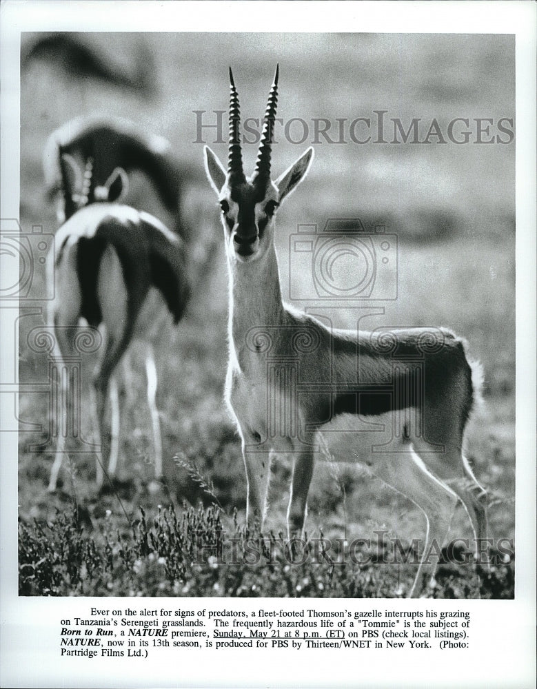 Press Photo &quot;Born to Run&quot; on PBS&#39; &quot;Nature&quot;- Historic Images