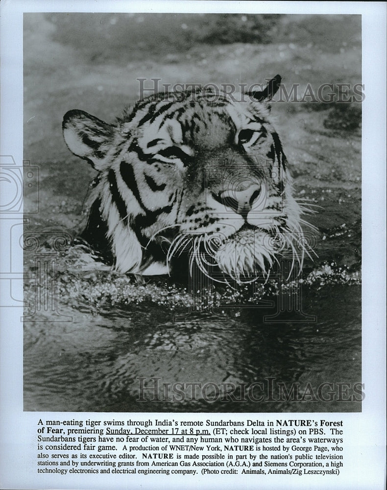 Press Photo &quot;Nature&#39;s Forrest of Fear&quot; on PBS&#39; &quot;Nature&quot;- Historic Images