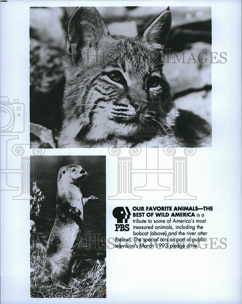 1993 Press Photo PBS &quot;The Best of Wild America&quot;- Historic Images