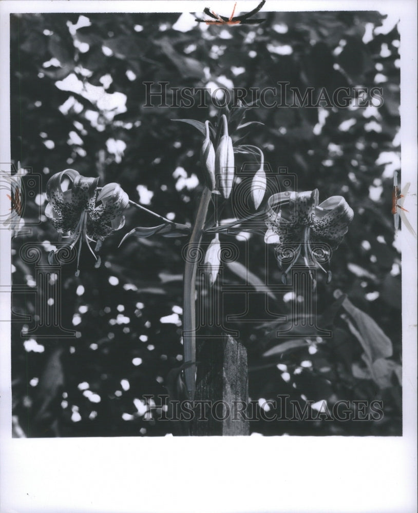 1964 Press Photo Lilies Plants Gardens Flowers Sunset - RRU06199
