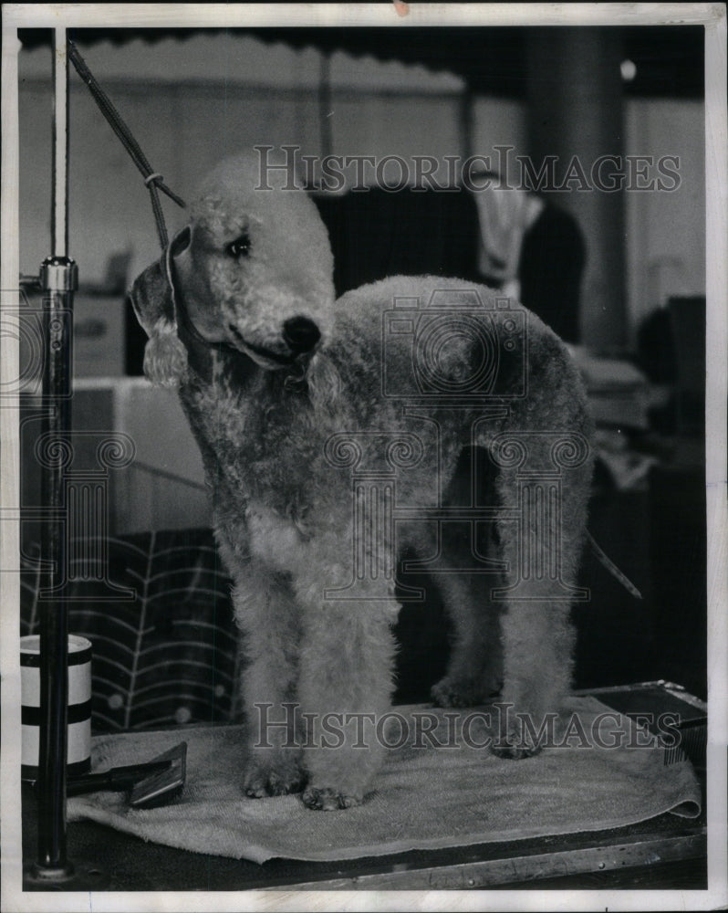 1970 Press Photo Bedlington Terrier Dog Show- Historic Images