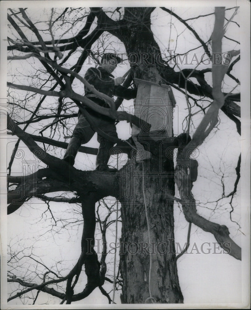 1946 Press Photo Racoon Mammal America North Native- Historic Images