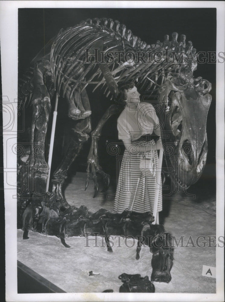 1953 Press Photo Boning Up Allosaurus Museum History- Historic Images