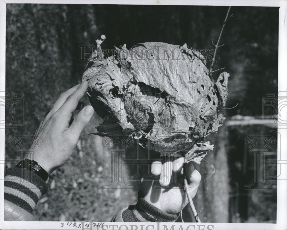 1961 Press Photo Hornets Largest Eusocial Wasps - RRV01971- Historic Images