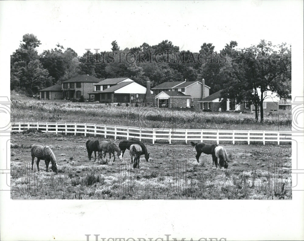 1981 Press Photo Farmington Hills Horses - RRV03521