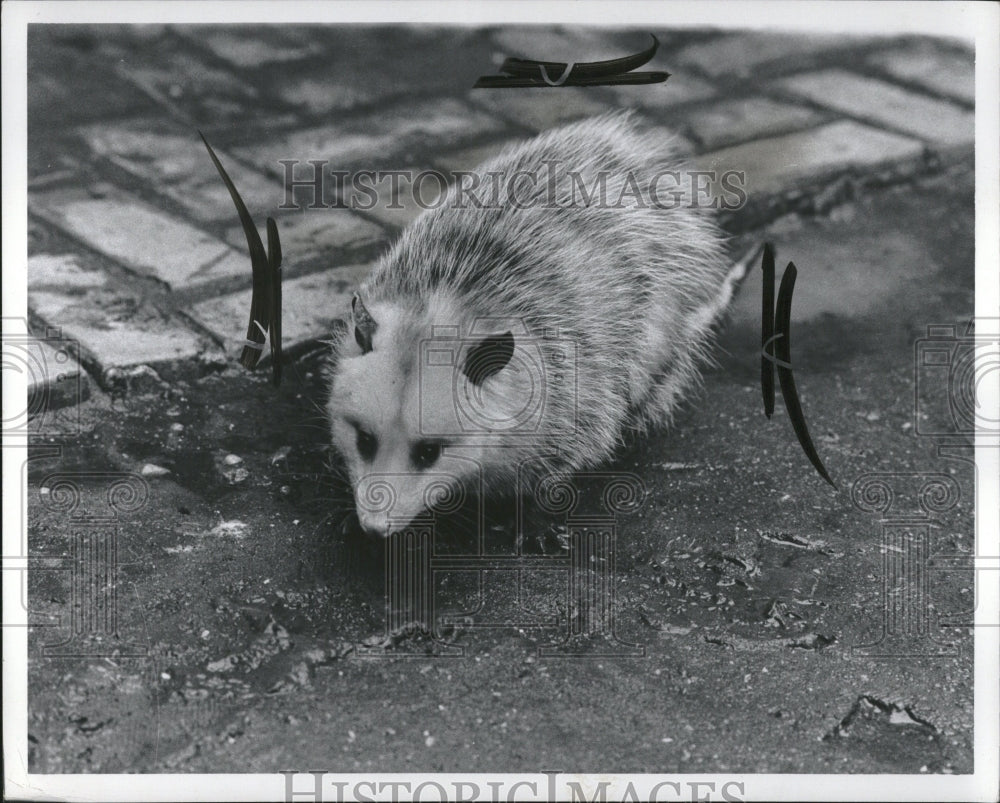 1966 Press Photo Detroit fire squad opossum kitchen - RRV03523- Historic Images