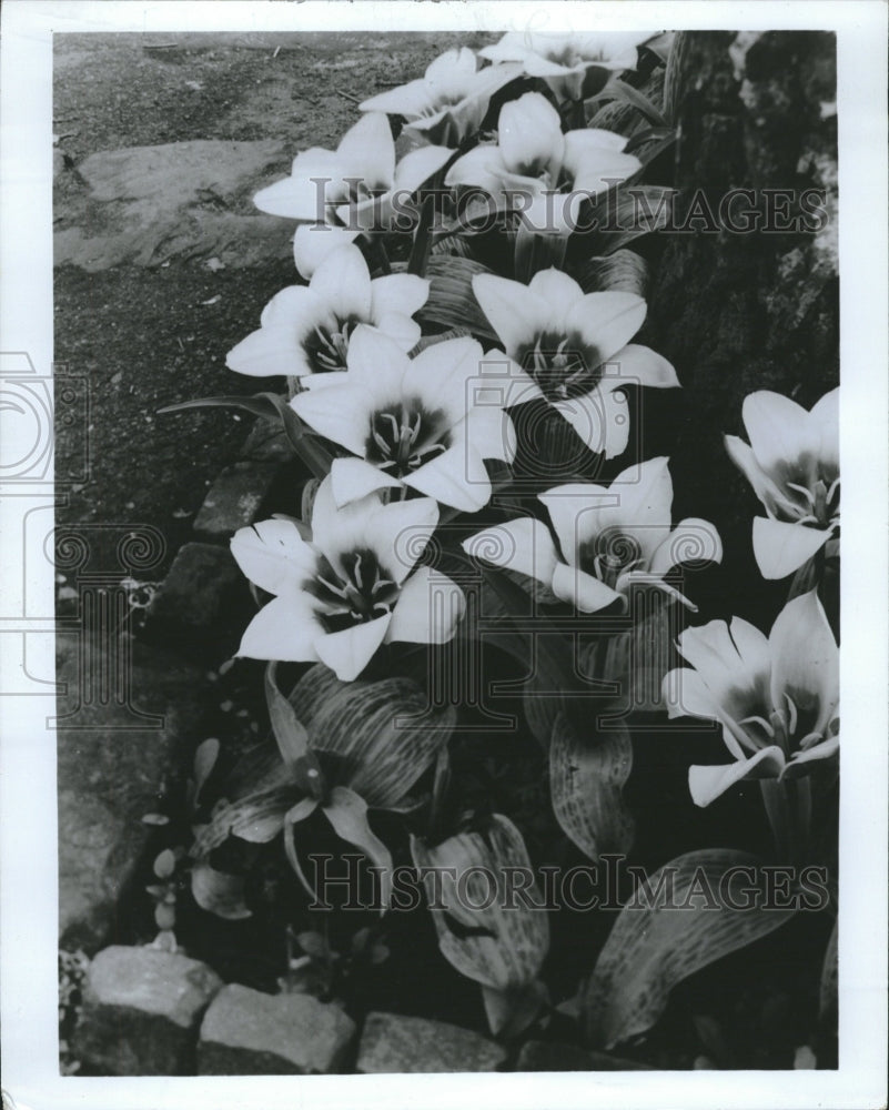 1986 Press Photo Shows Tulips Model Flowers Plants Buds - RRV09059
