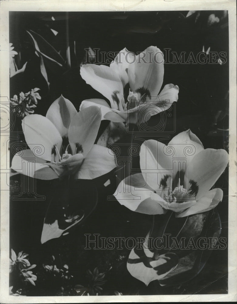 1958 Press Photo Species Tulips Model Flower Plants- Historic Images