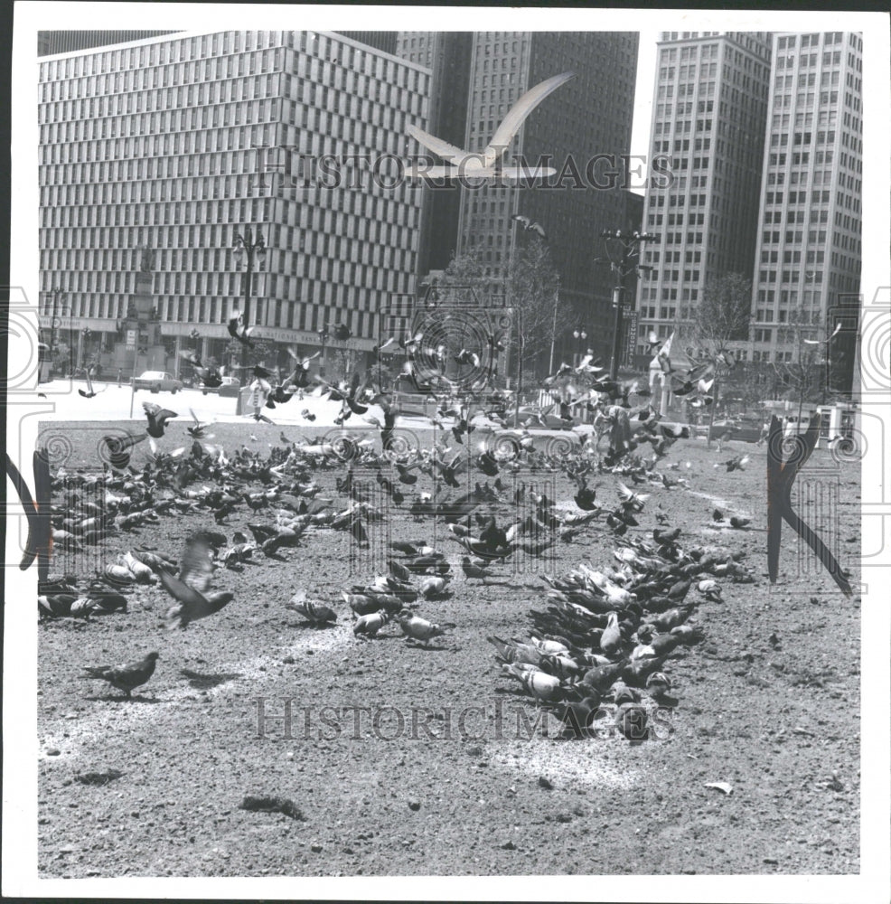 1973 Press Photo Woman Feeding Pigeons At Kern Block - RRV33567- Historic Images