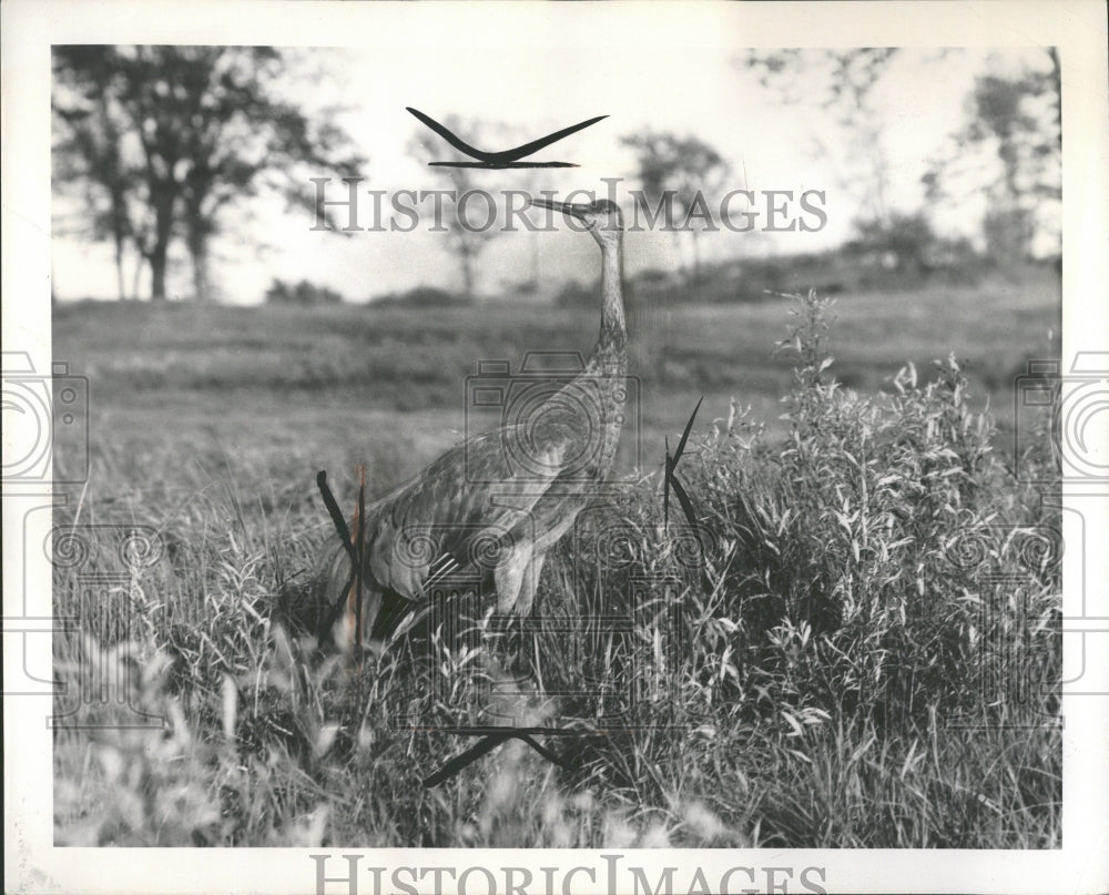 1969 Press Photo Sandhill Cranes - RRV37355- Historic Images