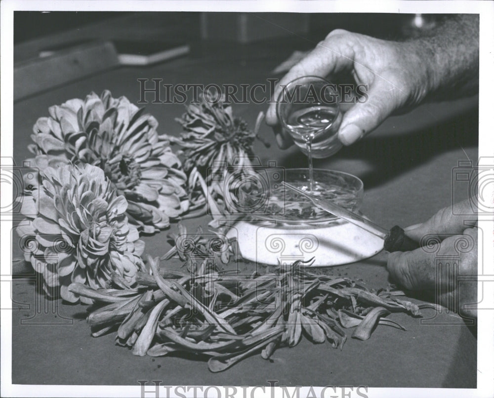 1956 Press Photo Ferry Morris Zinnia Flowers - RRV37471- Historic Images