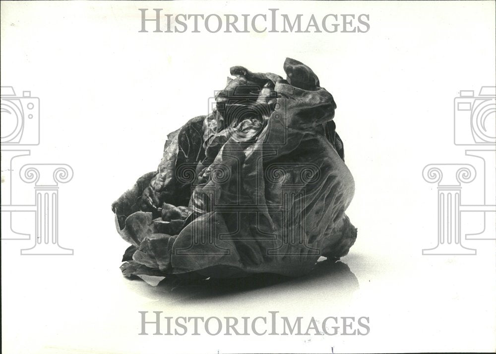 1978 Press Photo Variety Types Lettuce Method Two - RRV41795