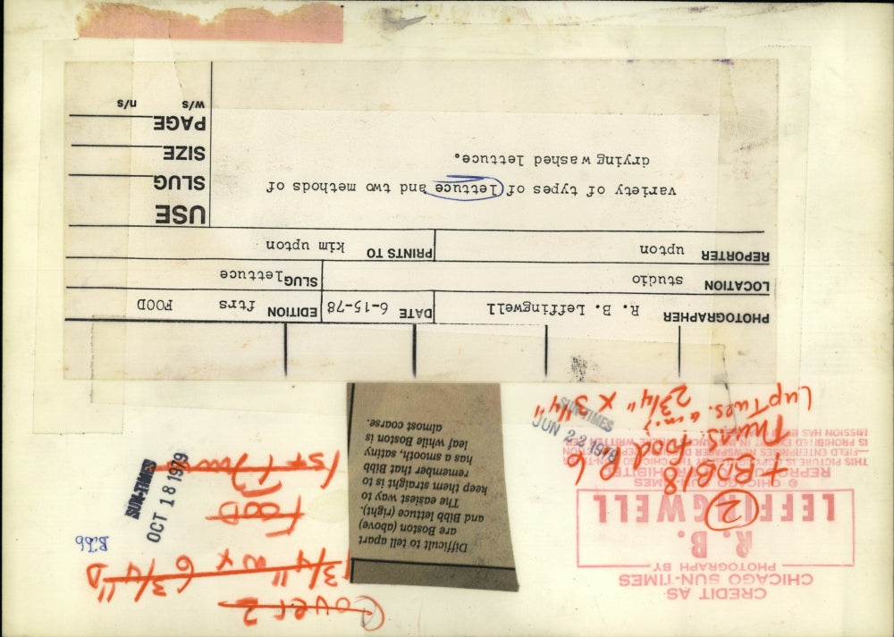 1978 Press Photo Variety Types Lettuce Method Two - RRV41795