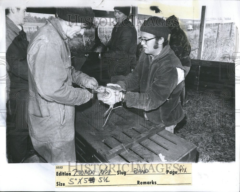 1974 Press Photo Pheasants - RRV47105