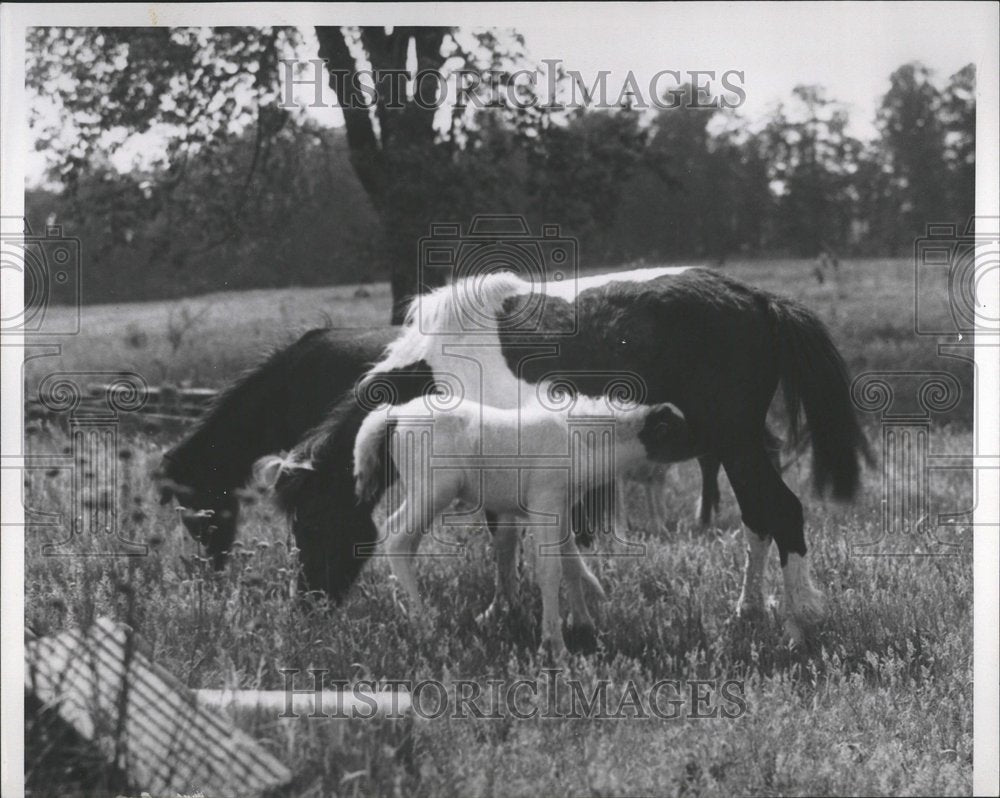 1934 Press Photo Ponies Animals Nature Farm - RRV51973