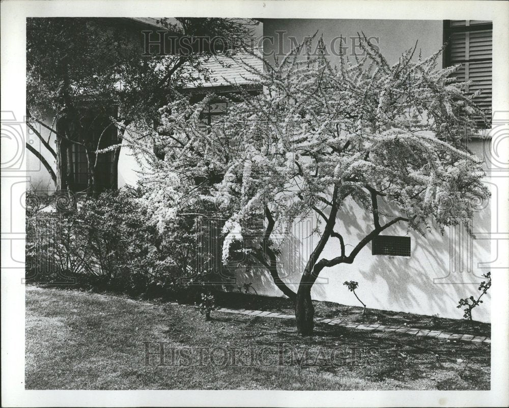 1961 Press Photo Flowering Plum Tree - RRV53743- Historic Images