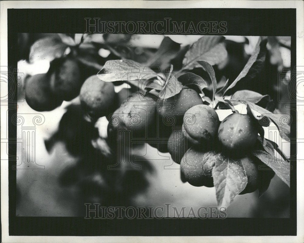 1972 Press Photo Picture represents Plums Color Copy - RRV53747- Historic Images