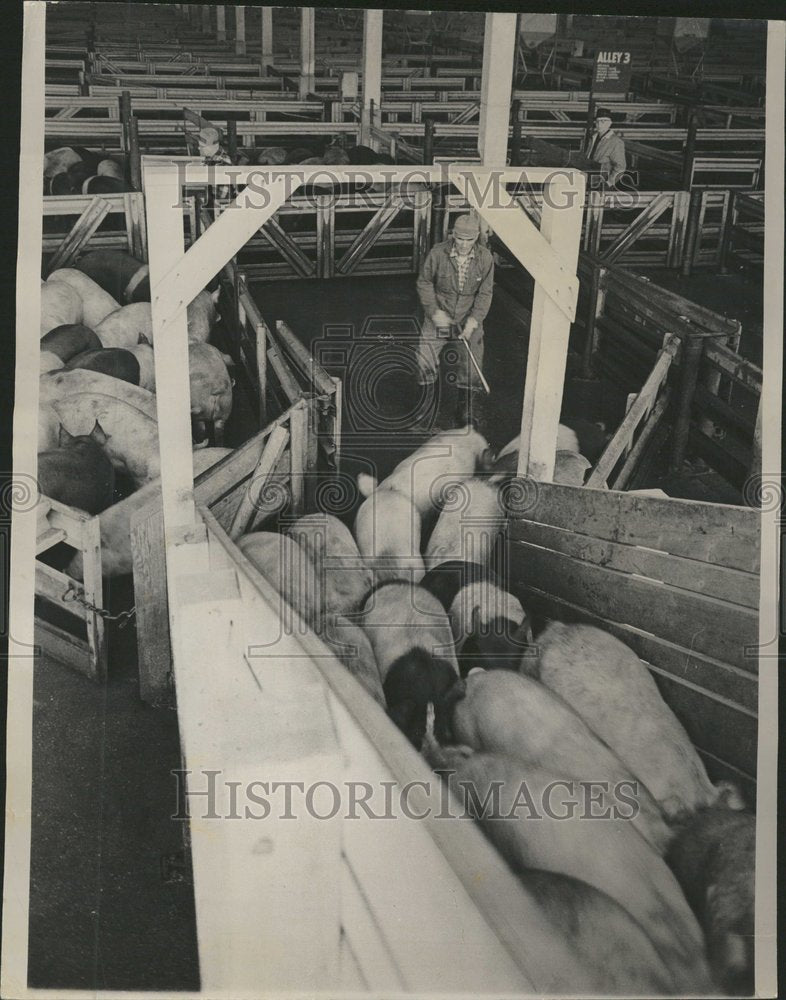 1965 Press Photo Hogs load Stockyard Market - RRV62571- Historic Images