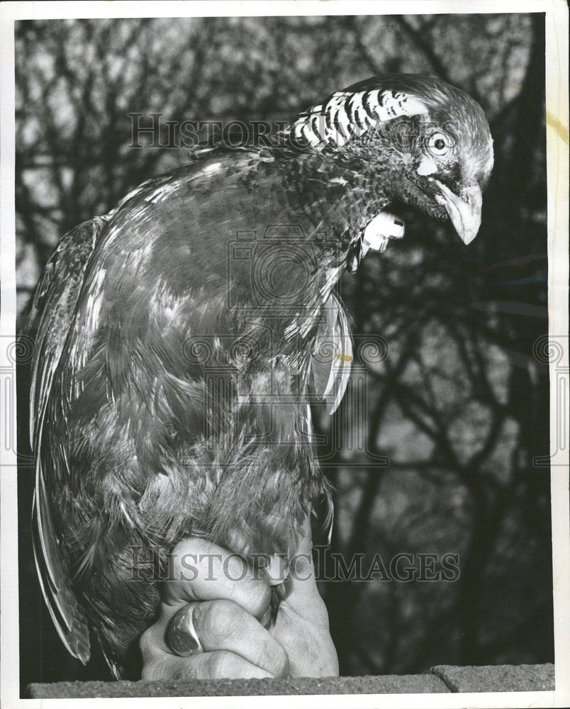 1954 Press Photo Golden Pheasant/Lincoln Park Zoo/Ill. - RRV64655- Historic Images