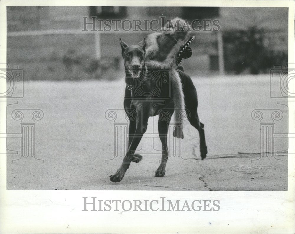 1982 Press Photo Annual pet parade Lincoln Ave Lake - RRV67607- Historic Images