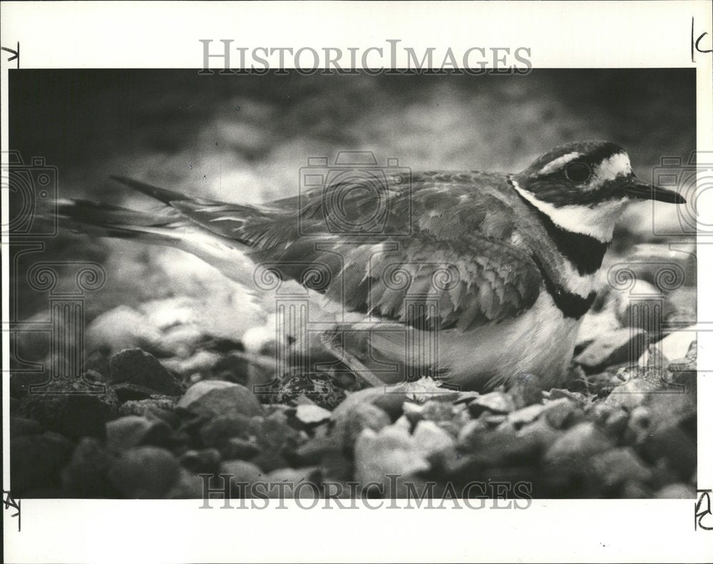 1989 Press Photo Killdeer Holly Eggs Stones Mother Rock - RRV74273- Historic Images