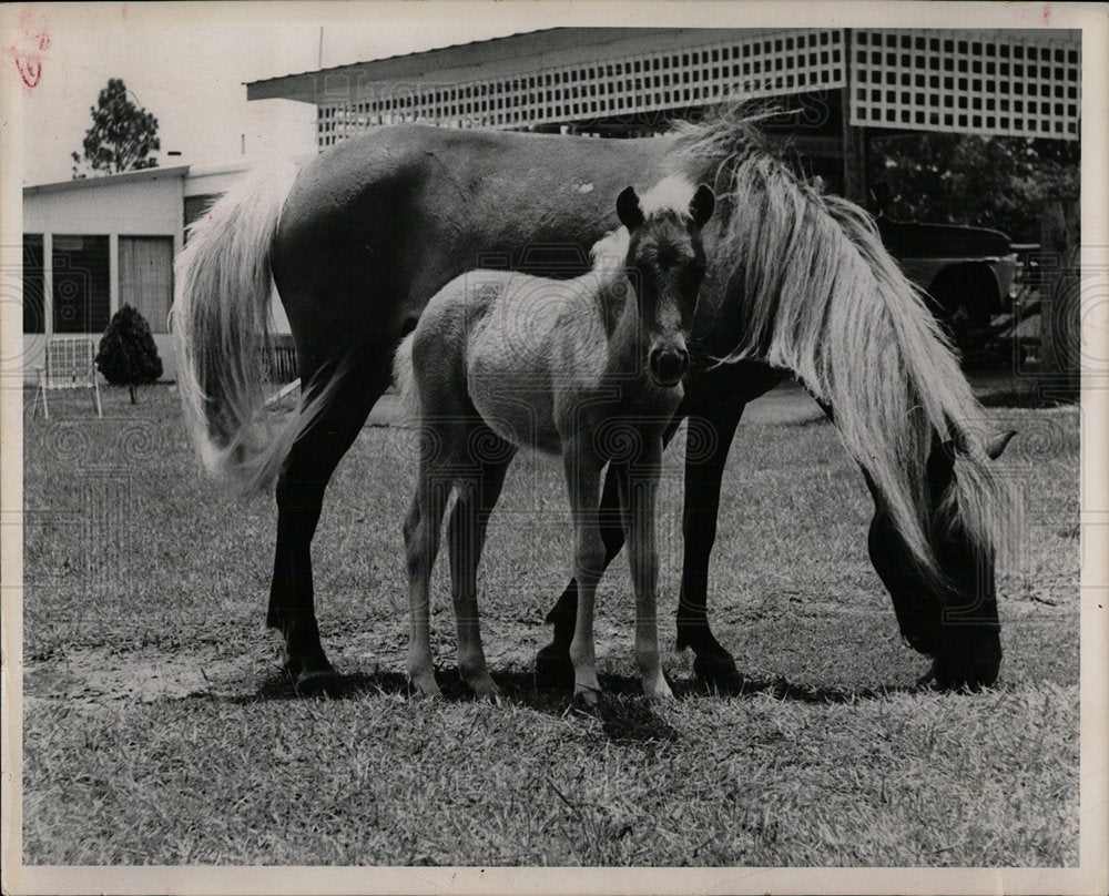 1963 Press Photo Moyer Pony Farm Horse Racing - RRX77089- Historic Images