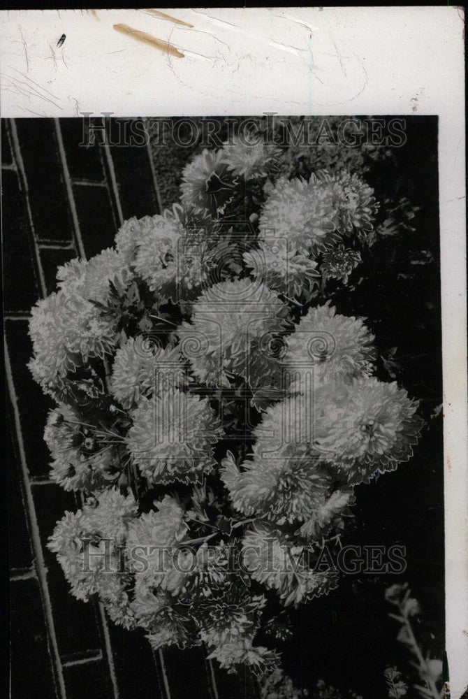 1958 Press Photo Chrysanthemums. Emperor mums.- RSA01555- Historic Images