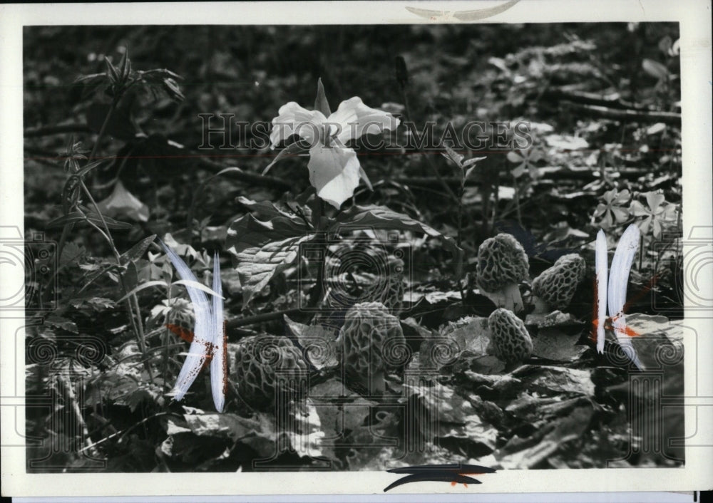 1990 Press Photo Jockie and Henry Cole author flower- RSA02601- Historic Images