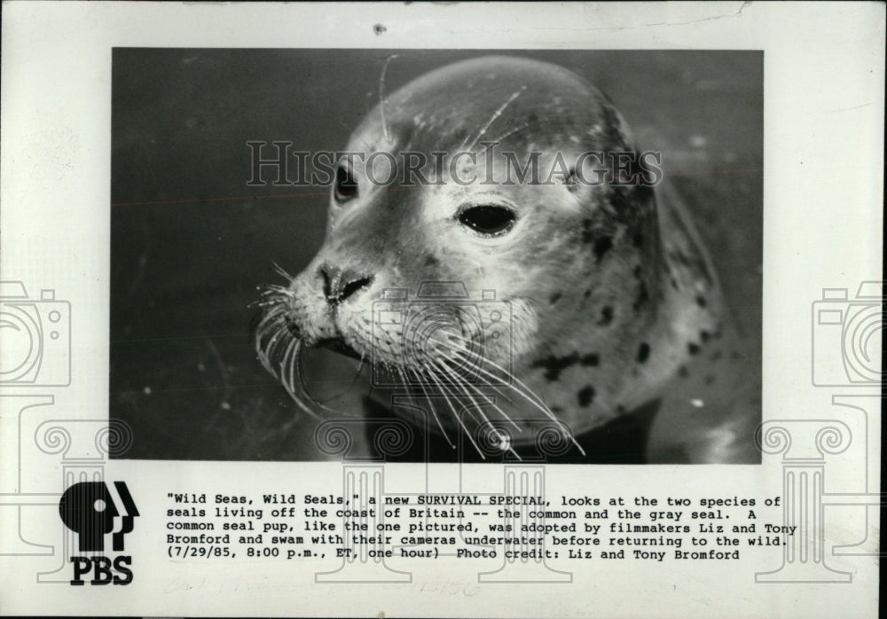 1985 Press Photo Wild Seas Wild Seals- Historic Images